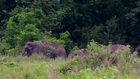 Los-Elefantes-Asiáticos-Son-Especies-En-Peligro-De-Extinción-Y-También-Son-Residentes-De-Tailandia