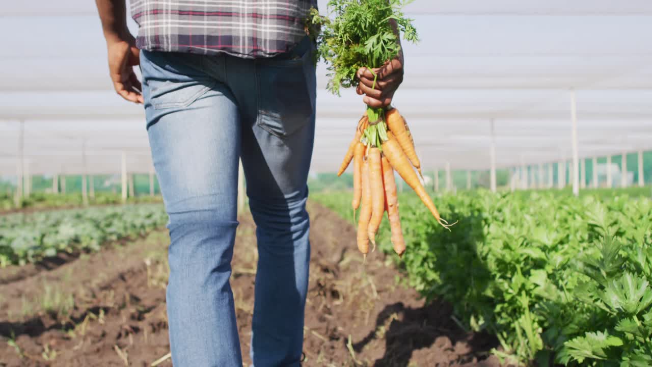 video de la sección media de un hombre afroamericano con zanahorias y de pie en un invernadero