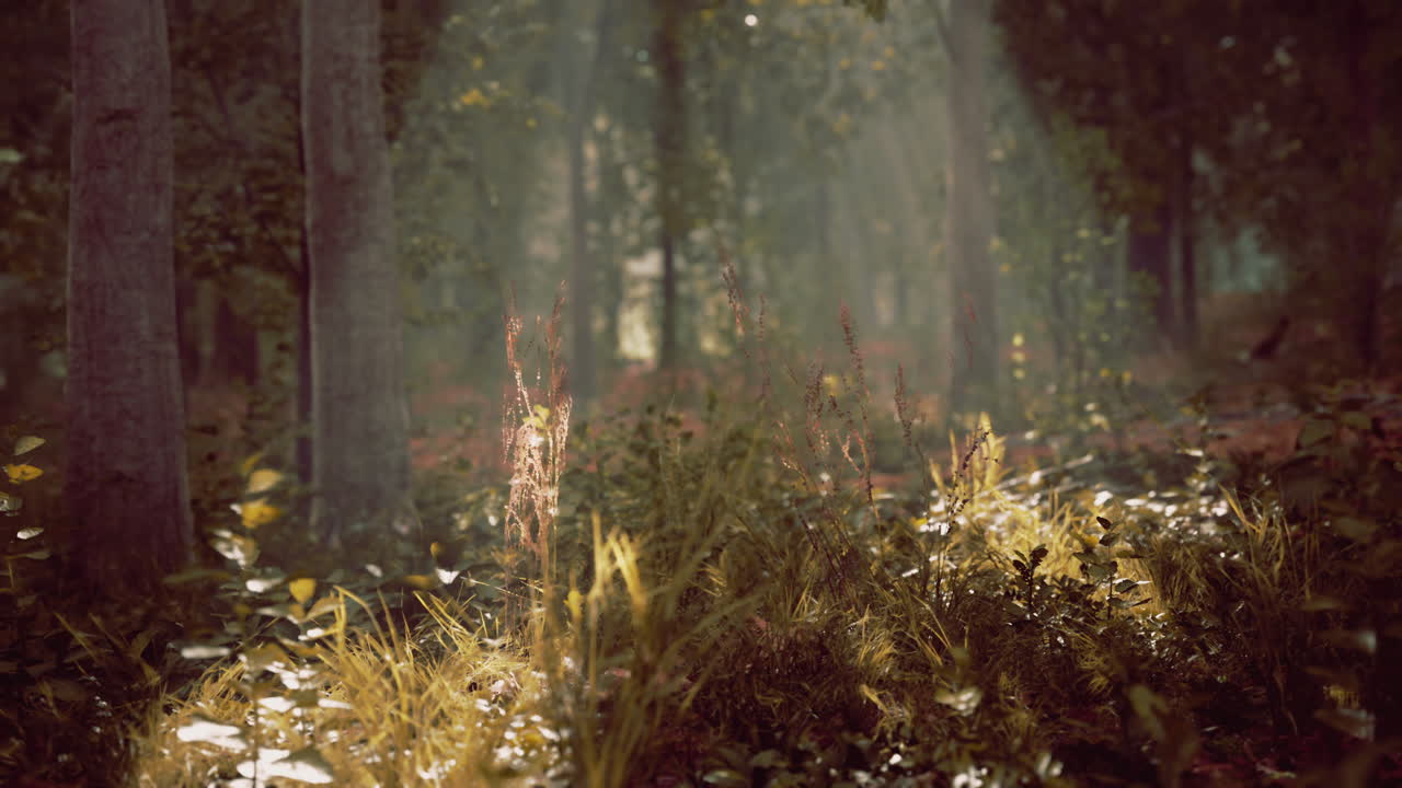 árboles del bosque naturaleza madera verde vista de la luz del sol