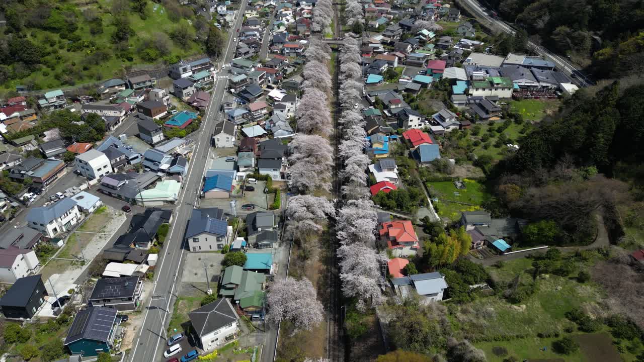 Drone backward tilt up flight over rural countryside in Japan with cherry blossoms