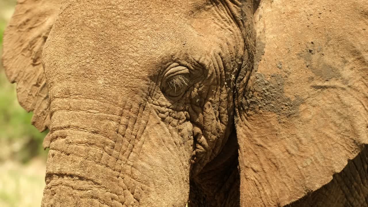 primer plano de un modesto elefante metiendo nueces del suelo en su boca