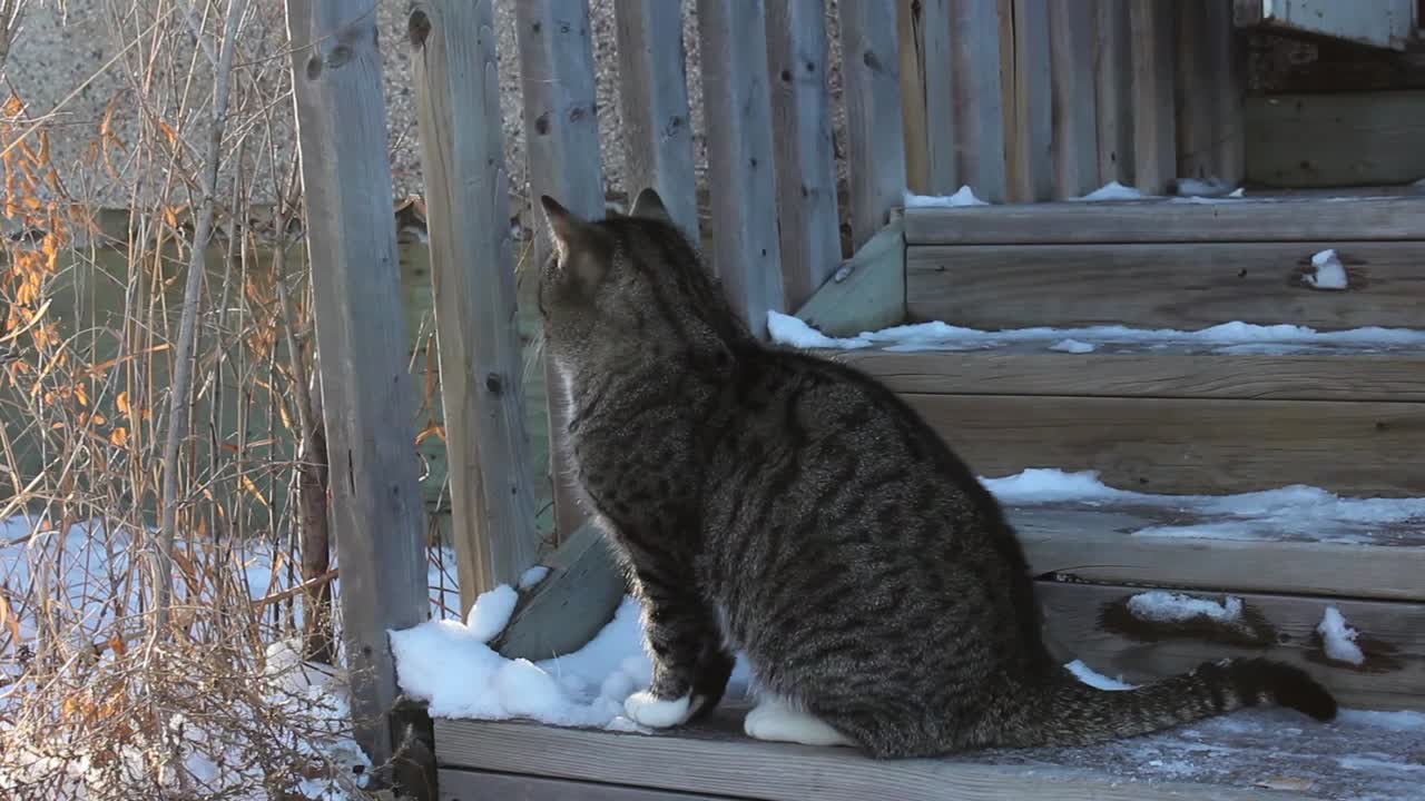 겨울 동안 집 정문에 있는 나무 계단에 앉아 있는 태비 성인 고양이