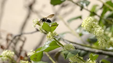 slow motion carpenter bee feeding on white blossoms in sunny outdoor garden