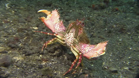 underwater-shot-of-two-horn-box-crab-moving-backwards-unfolding-forceps-and-revealing-beautiful-red-and-white-pattern-on-belly-and-claws,-medium-shot-during-day