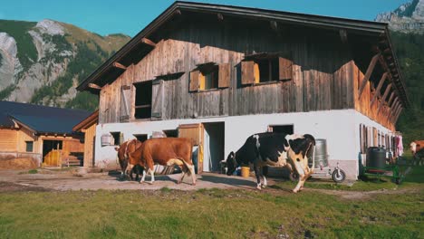 a herd of natural cows are walking back into their stables in a romantic and idyllic austrian mountain village in the tirol alps in summer for giving their milk