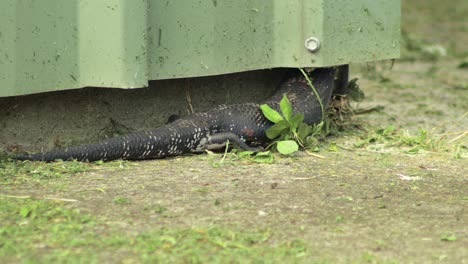 blue tongue lizard crawling up into shed