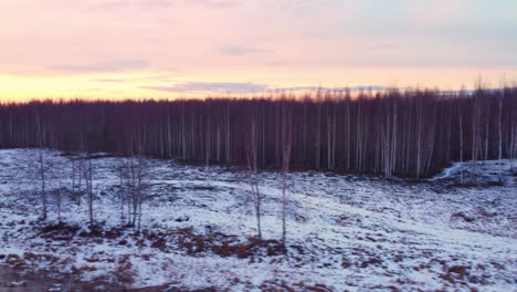 Latvian-birch-tree-forest-establisher-aerial-shot,-snow-ground-covered,-sideways