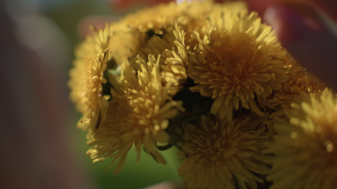 Amici condividono un momento tenero, mani delicate regalano un bouquet fiorito, parco illuminato dal sole che cattura amici che si scambiano doni floreali, la luce solare soffusa evidenzia l'intimo scambio di fiori tra amici nel parco