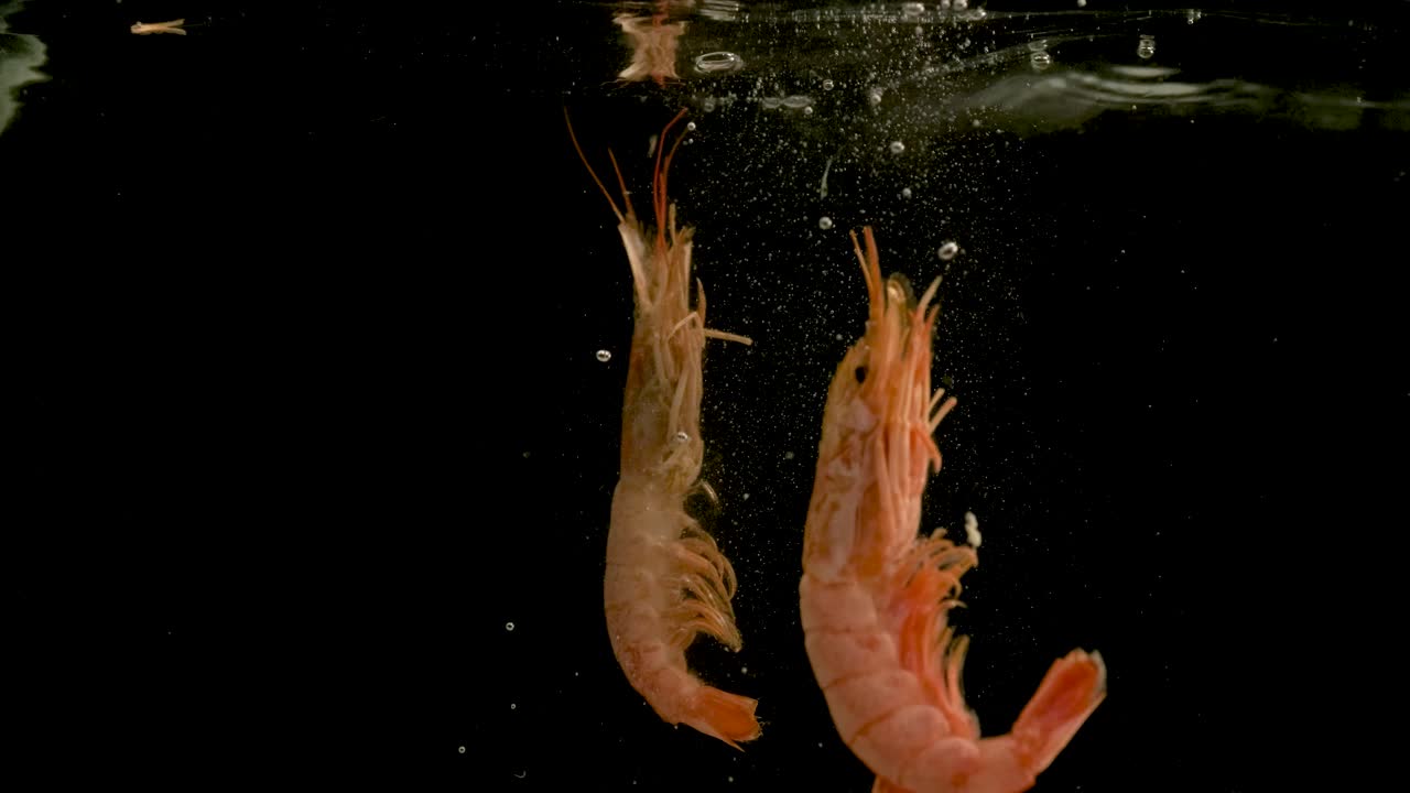 검은 바탕에 물에 떨어지는 은 새우. 밝은 고품질 비디오