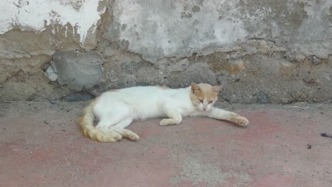 Gato-Acostado-Descansando-Cerca-De-Una-Pared-De-Adobe,-Antes-De-Sobresaltarse-Y-Kitty-Huye