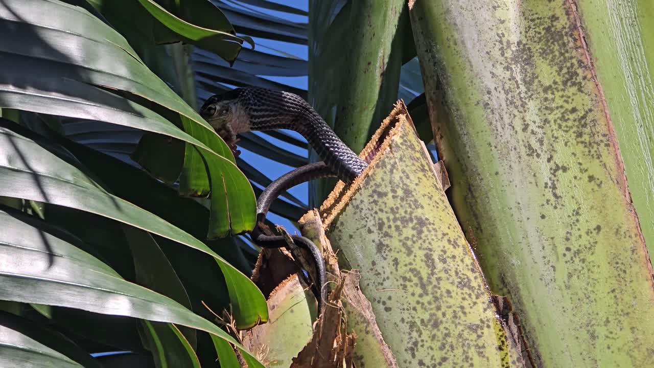 Snake grips a thick palm trunk with jaws locked on a frog, surrounded by large green leaves and bright blue sky in a vivid tropical garden setting.