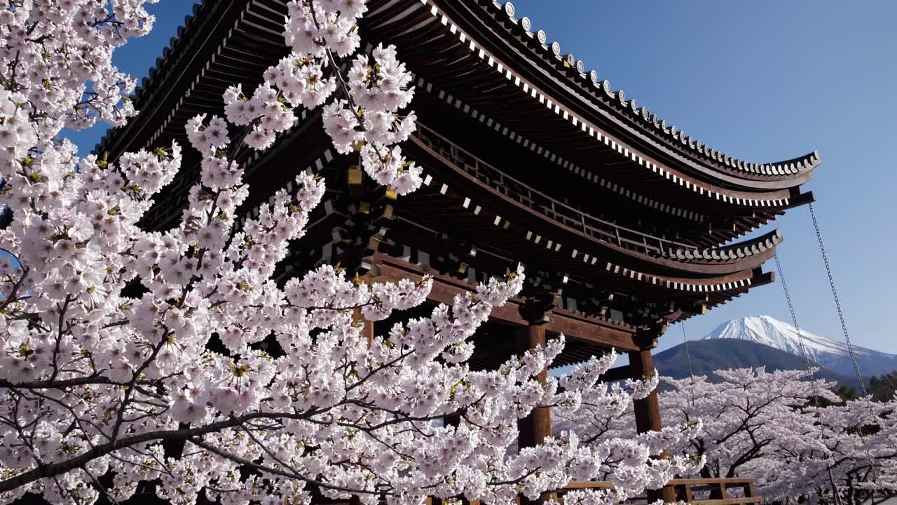 Fiore di ciliegia della primavera a seoul, corea del sud. fondo del