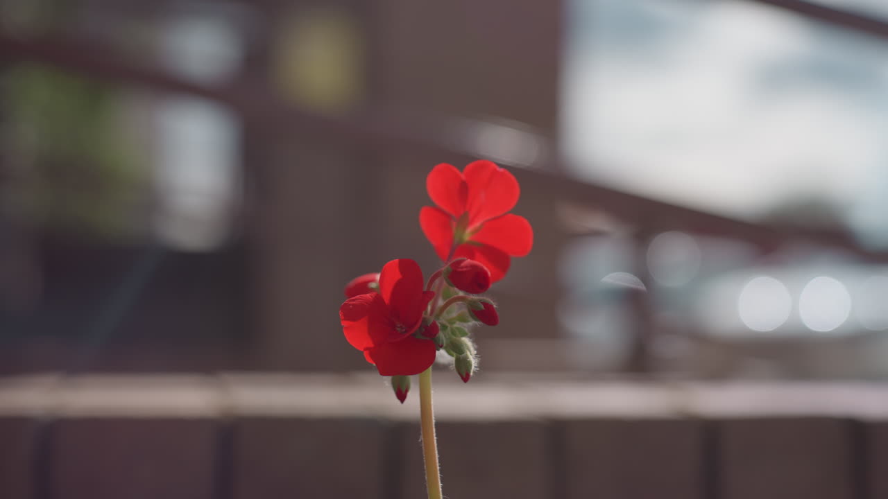 부드러운 빛망울 보케로 배경이 녹아내리는 동안 빨간 꽃잎이 초점을 맞추고, 산들바람이 꽃잎을 건드리며 햇빛이 벽돌 가장자리에 빛을 발산하여 부드러운 움직임과 얕은 심도로 고요한 도시 정원의 순간을 연출해요.