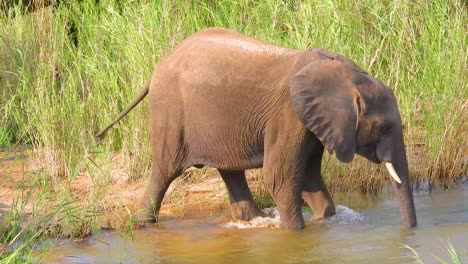 young elephant drinking at a river