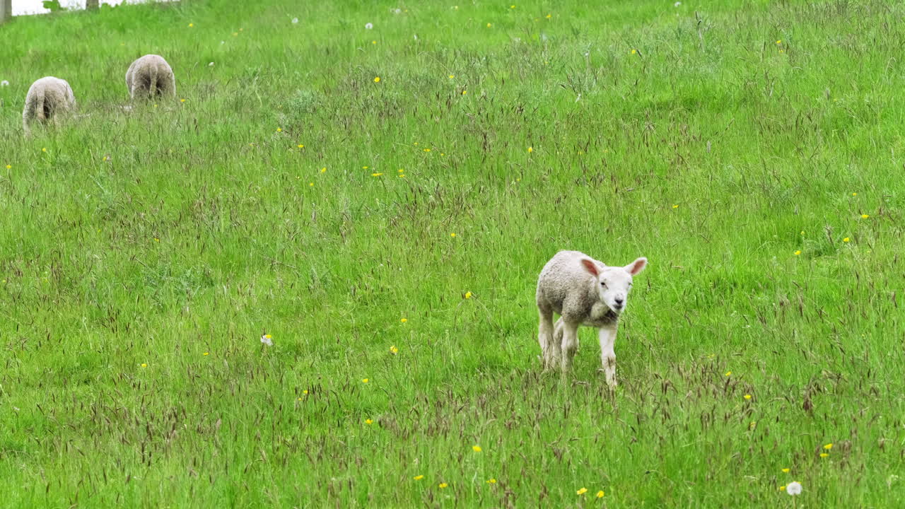 2021년 봄 영국에서 들판을 가로질러 걷는 어린 양