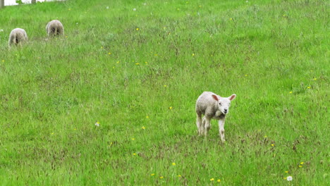 Cordero-Joven-Caminando-Por-Un-Campo-En-La-Primavera-De-2021-En-Inglaterra