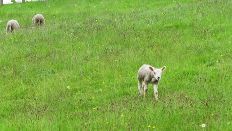 cordero joven caminando por un campo en la primavera de 2021 en inglaterra