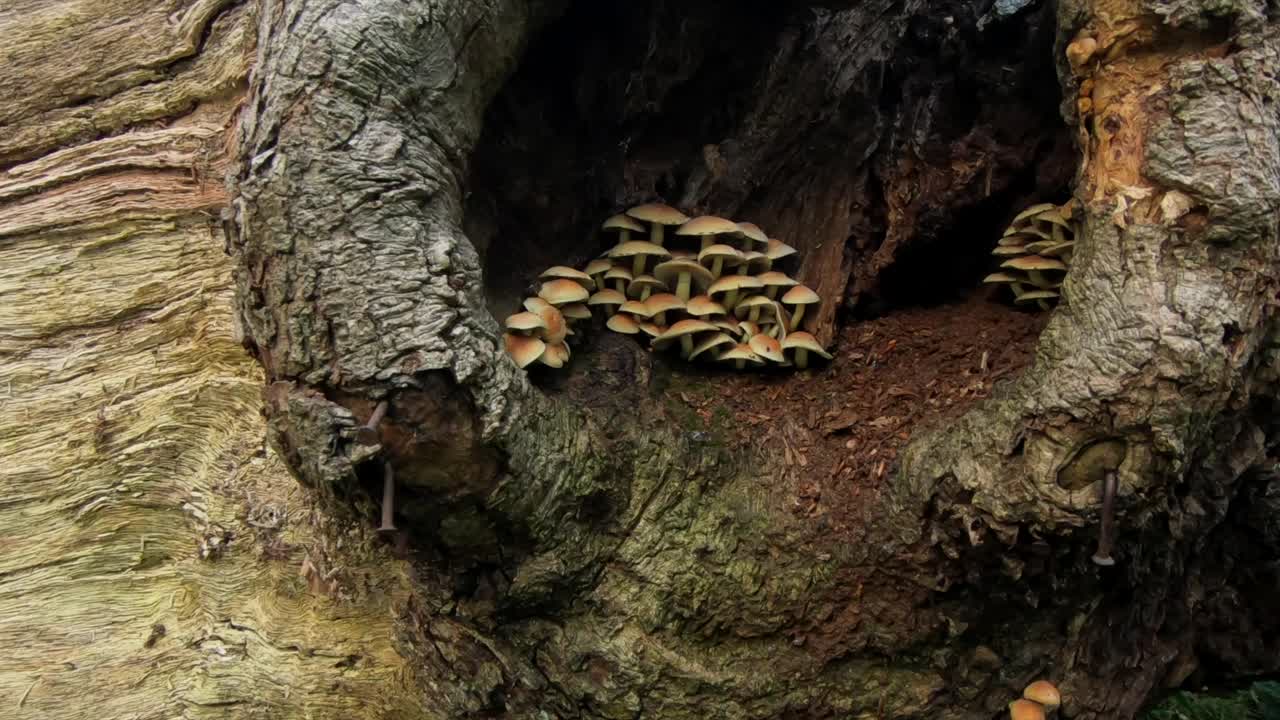 frondoso bosque en un bosque inglés con un árbol caído muerto en el suelo