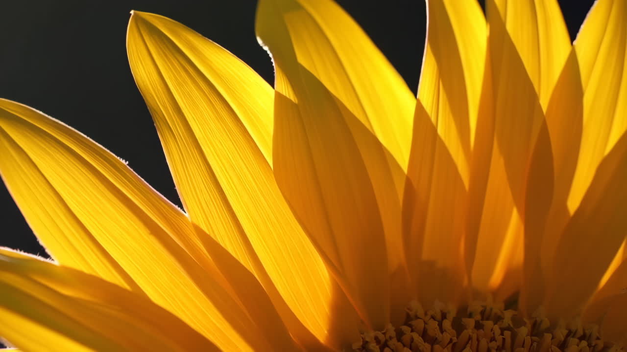 Vibrant Yellow Sunflower Petals Bathed in Sunlight