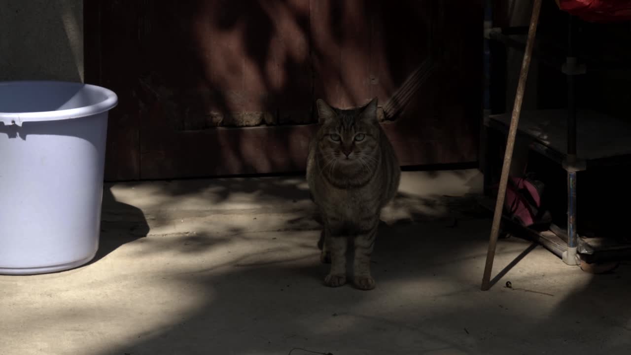 Gato Tabby marrom caminhando pelas entradas de casas rurais chinesas.