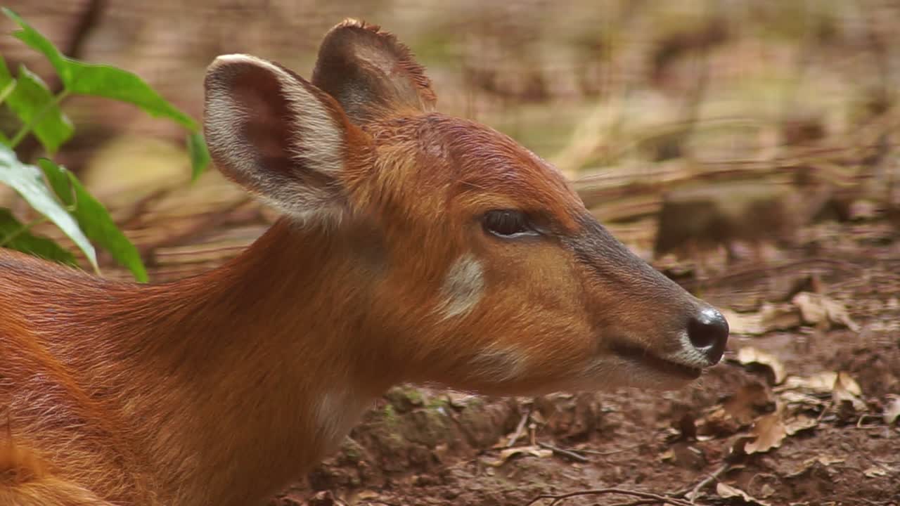 sitatunga hjort, der drikker mad eller tygger mad i langsom bevægelse
