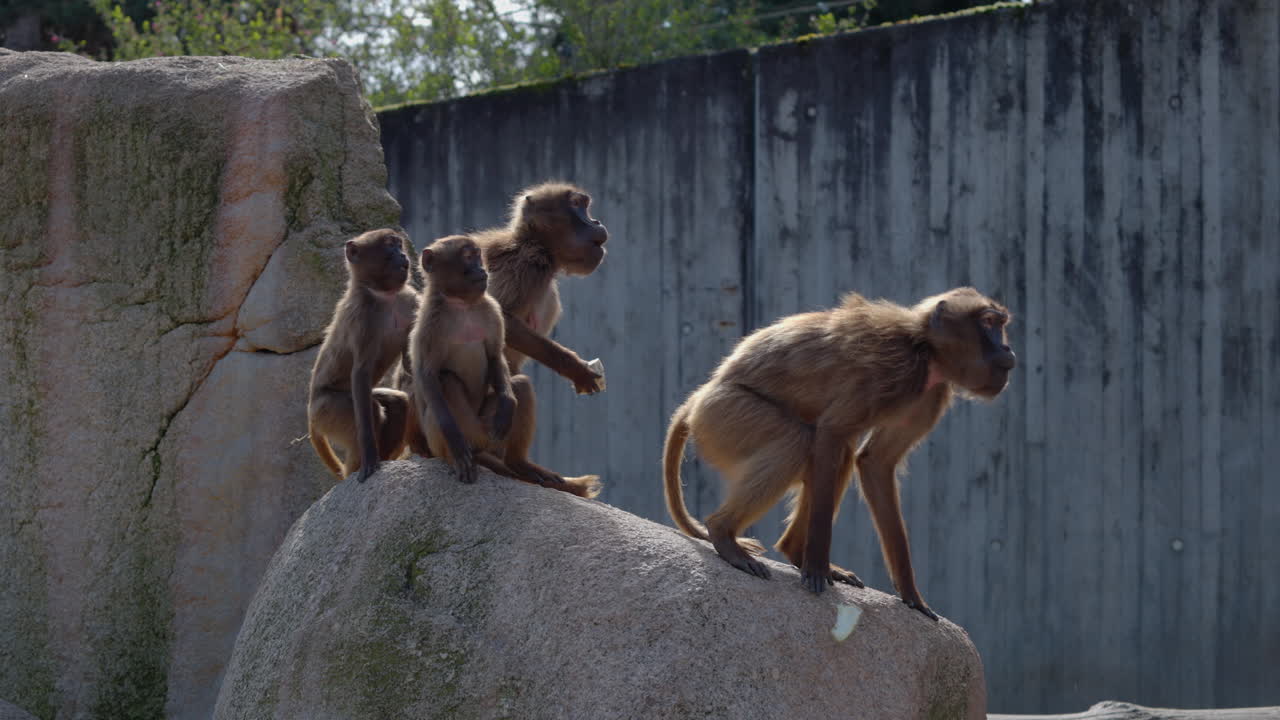 varios monos saltan sobre una piedra en el zoológico para prepararse para la alimentación