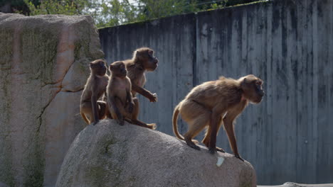 several monkeys jump on a stone in the zoo to prepare for feeding