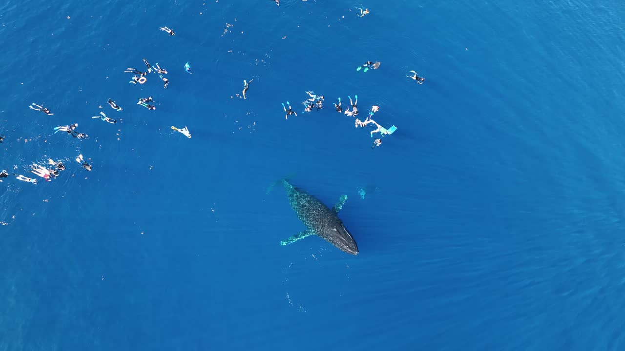 Aerial View Of Humpback Whale Emerging From Deep Waters Next To Group Of Tourists In Moorea, French Polynesia
