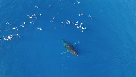 vista aérea de una ballena jorobada que emerge de las aguas profundas junto a un grupo de turistas en moorea, polinesia francesa