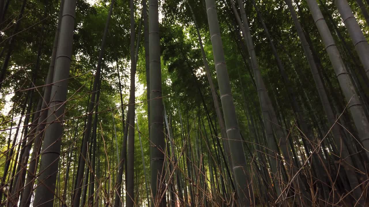 bosque de bambú sagano, arashiyama, japón