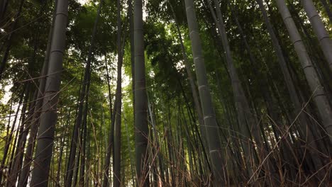 Bosque-De-Bambú-Sagano,-Arashiyama,-Japón