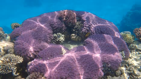 beautiful tropical coral reef in the shape of a ring, hard coral (porites lutea). camera moving forwards. underwater life in the ocean. slow motion