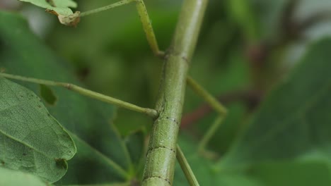 Stick-insect-Medauroidea-extradentata,-family-Phasmatidae