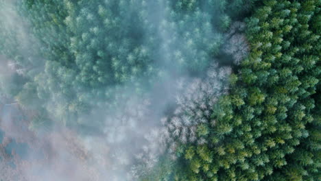 static aerial birdseye of fog over douglas fir trees