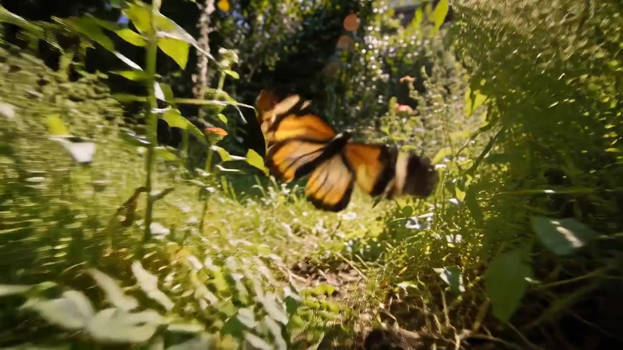 Farfalla arancione e nera in volo che si muove lungo un sentiero illuminato dal sole, la luce del sole la attira verso un'apertura più luminosa.