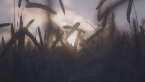 closeup footage of a corn field moving from the wind in devon, england at sunset