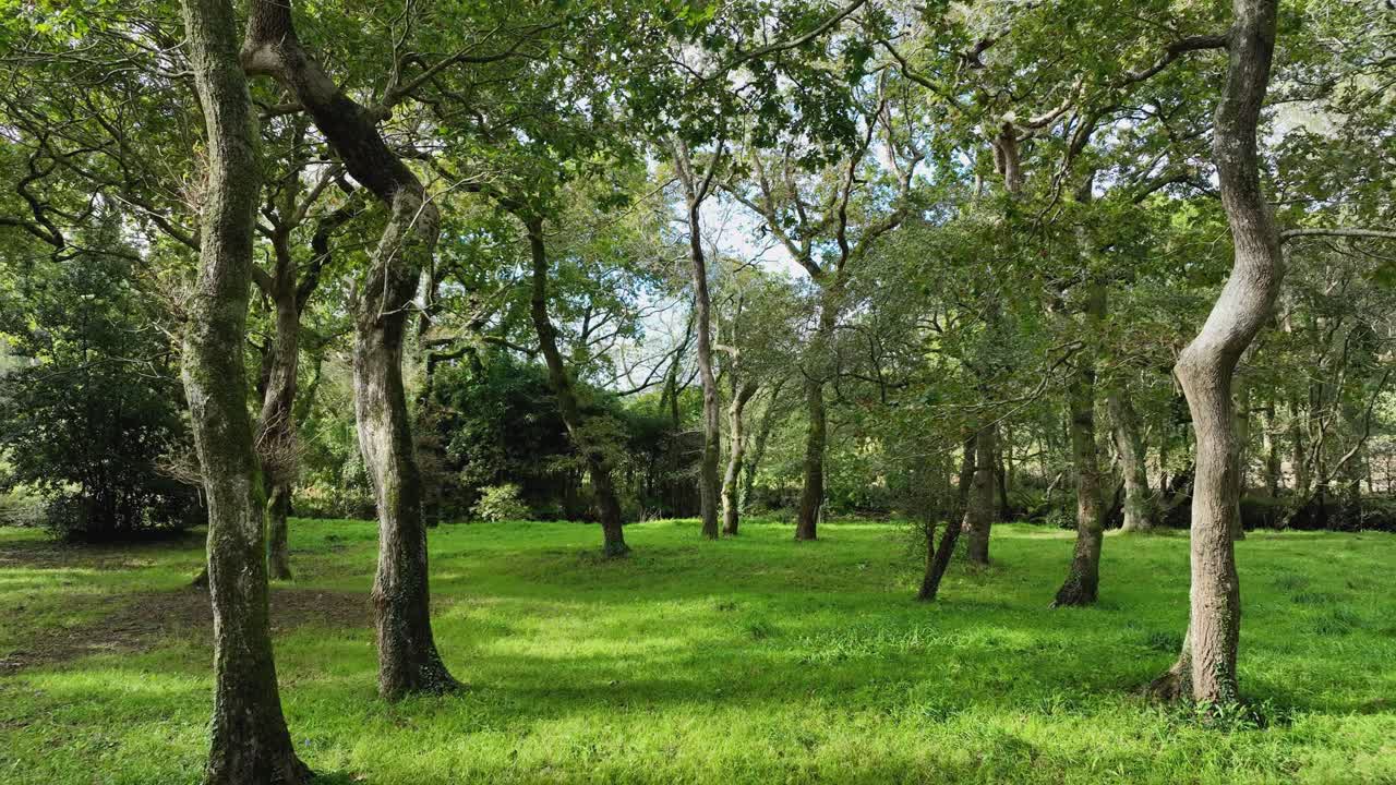 在西班牙巴约市卡瓦列拉茂密的林地中徒步。