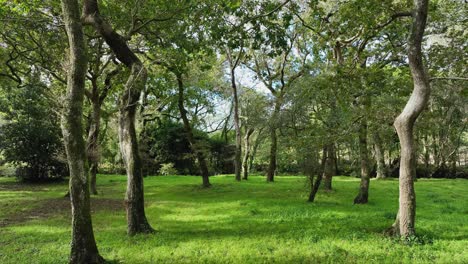 caminata por el bosque con bosques densos en carballeira municipal de baio, españa