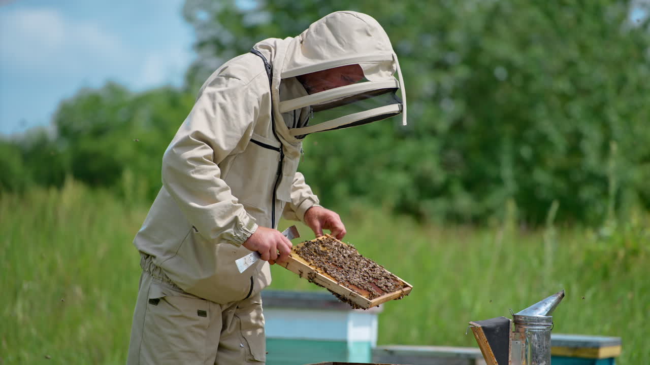 Examination of honey frames at apiary. Male beekeeper holding a frame covered with bees and checking it. Blurred nature backdrop.