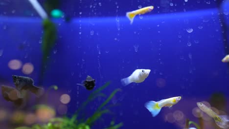 peces en un tanque