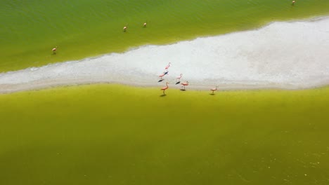 american pink flamingos feeding in yellow salt lake surface , las coloradas, rio lagartos lagoon mexico