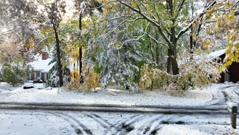 Densely-packed-melting-snow-on-trees-after-Halloween-Blizzard