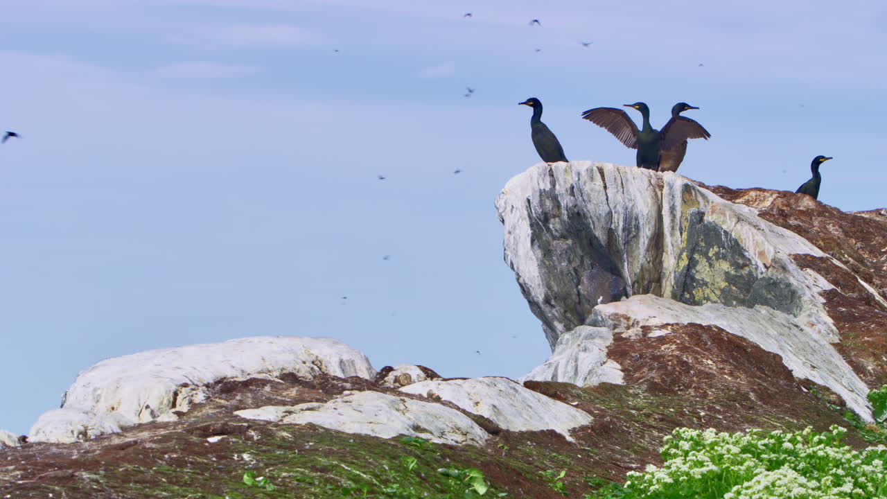 European shags (Gulosus aristotelis) on a rocky cliff at Hornøya Island near Vardø, Finnmark, Northern Norway. One bird takes flight above the Arctic Ocean under a bright summer sky
