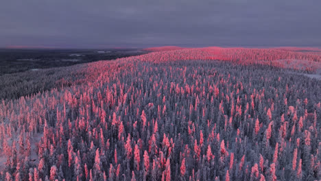 aerial view over snowy hills in syote national park, colorful sunset in finland