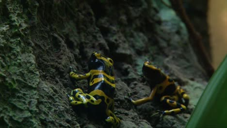 pair of yellow banded poison dart frog - poison arrow frog with bright yellow and black stripes sitting in forest, close-up shot