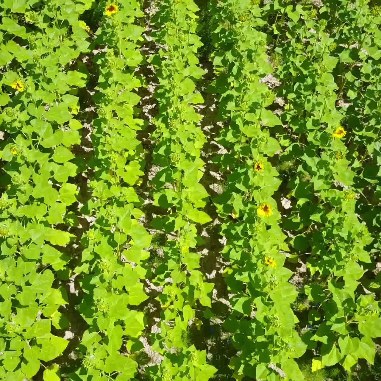 아름다운 해바라기 밭