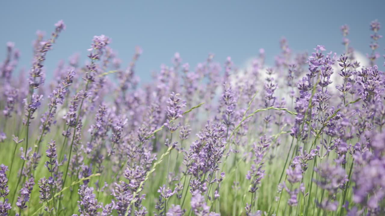 Campi di lavanda in fiore, profumati e disposti a file, al tramonto.