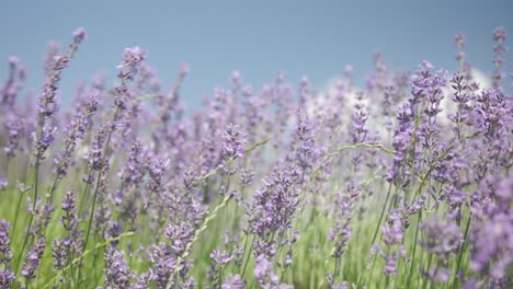 Campos-De-Flores-De-Lavanda-Que-Florecen-Fragantes-En-Filas-Al-Atardecer