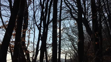 Wandern-Auf-Einer-Waldstraße-Mit-Der-Sonne-Am-Himmel-Und-Dem-Sonnenlicht,-Das-In-Der-Frühen-Frühlingssaison-Durch-Die-Äste-Dringt