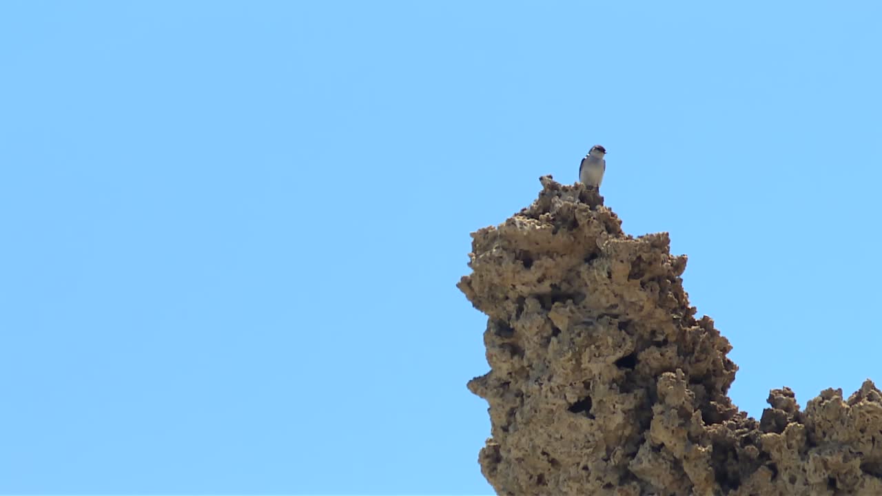 Uccello appollaiato su una formazione di tufo del Mono Lake, habitat paesaggistico arido, California, USA